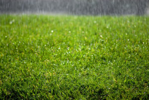 Read more about the article Tips to Keep Artificial Grass Looking Great When It Rains