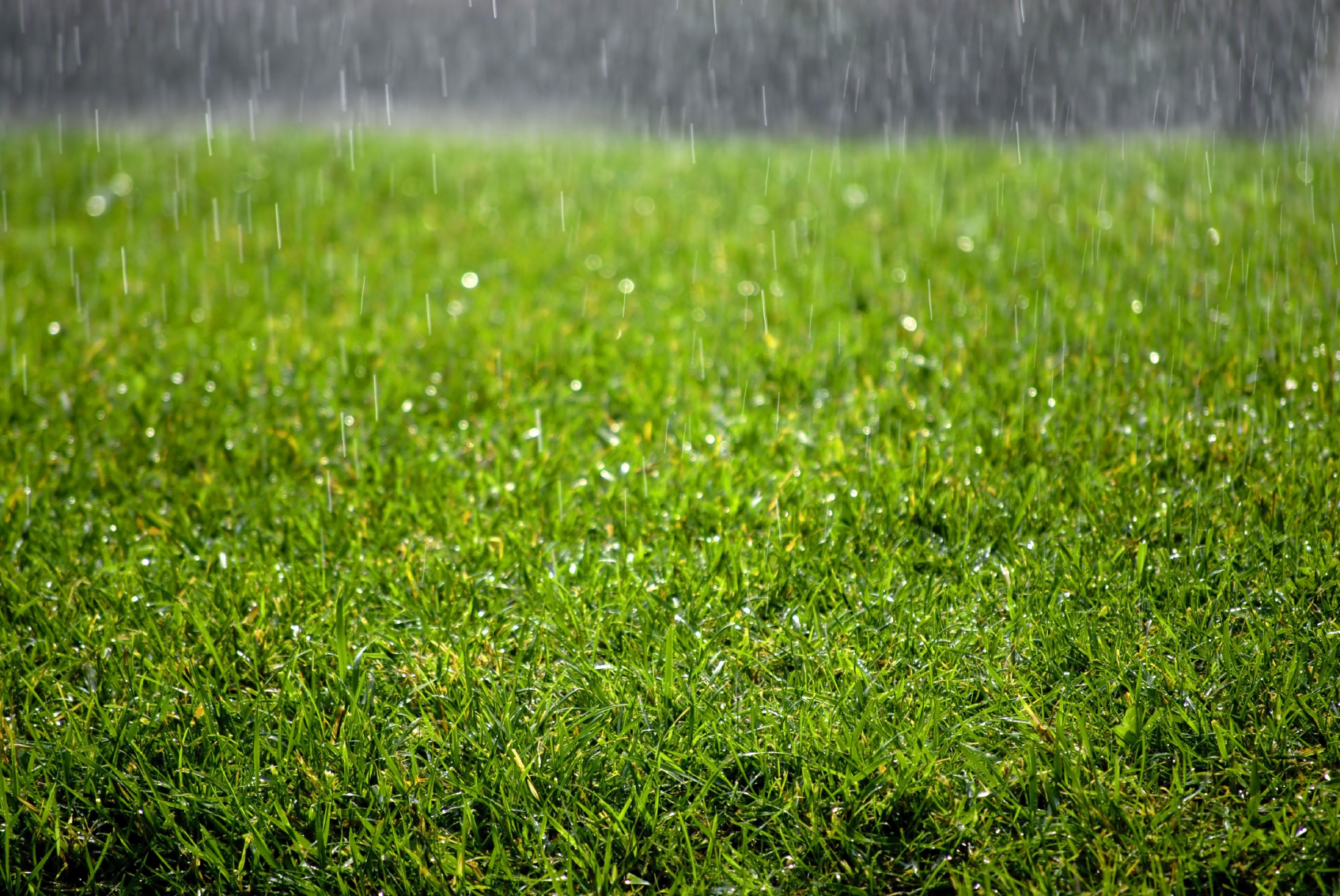 You are currently viewing Tips to Keep Artificial Grass Looking Great When It Rains