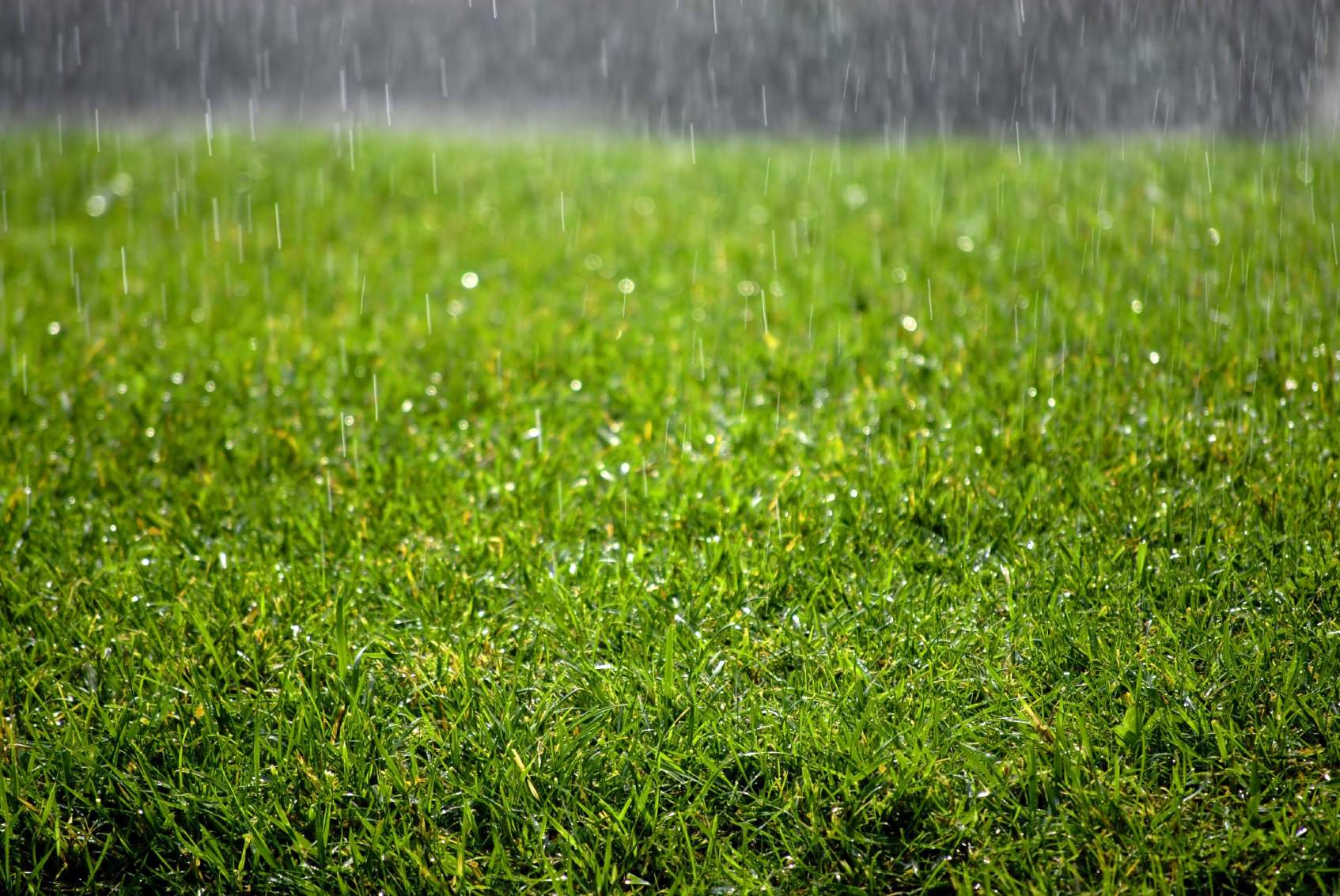 Read more about the article Tips to Keep Artificial Grass Looking Great When It Rains