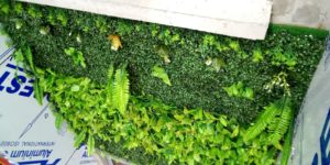 Read more about the article Boxwood Artificial Grass/Plant Wall Panels