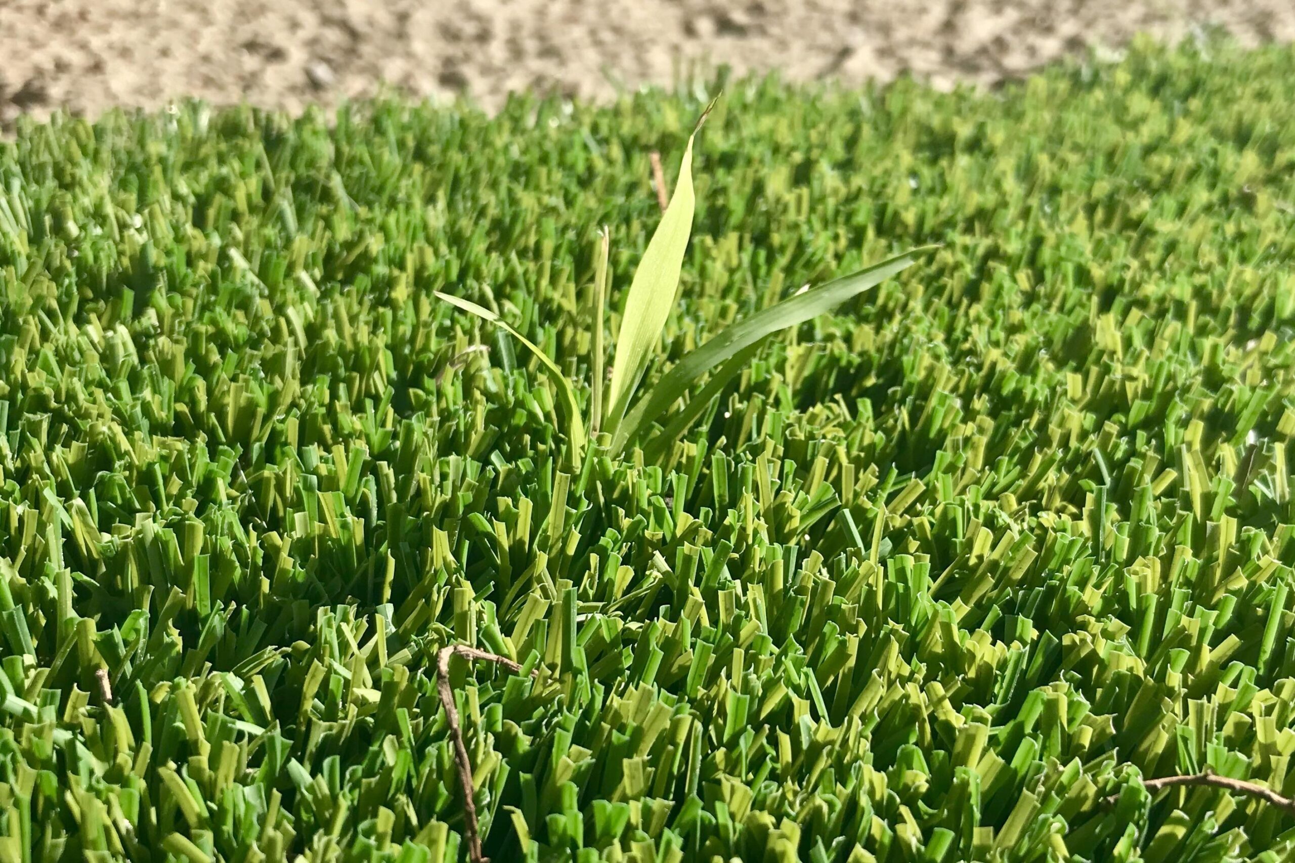 You are currently viewing How to Stop Weeds From Growing on Artificial Grass