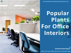 Read more about the article Popular Plants For Office Interiors