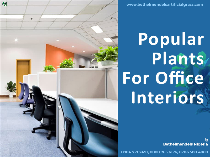 You are currently viewing Popular Plants For Office Interiors