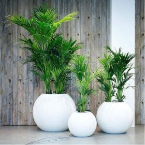 Read more about the article Why Choose a Fiberglass Planter