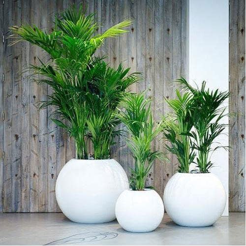 You are currently viewing Why Choose a Fiberglass Planter