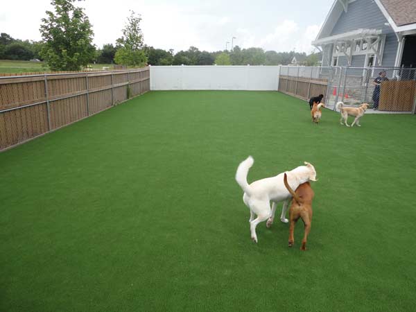 Artificial Grass