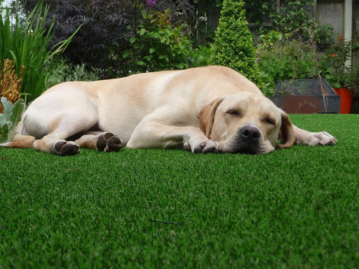 Artificial Grass