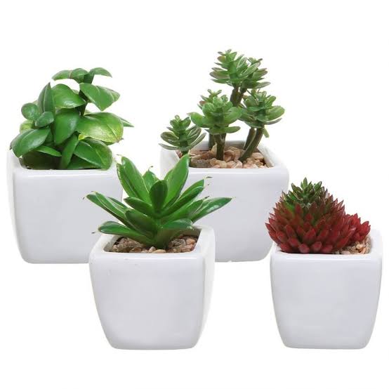 succulent plants