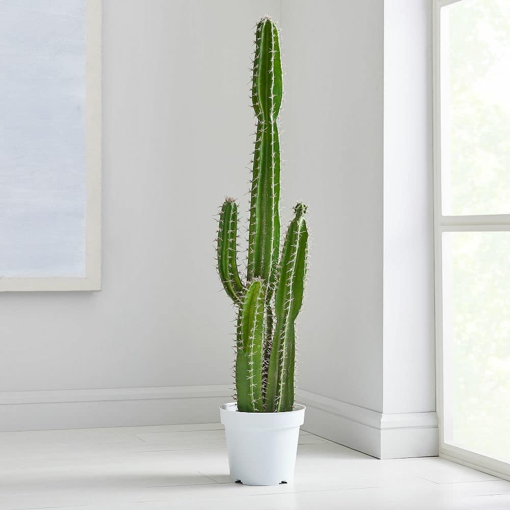 Cactus Plant