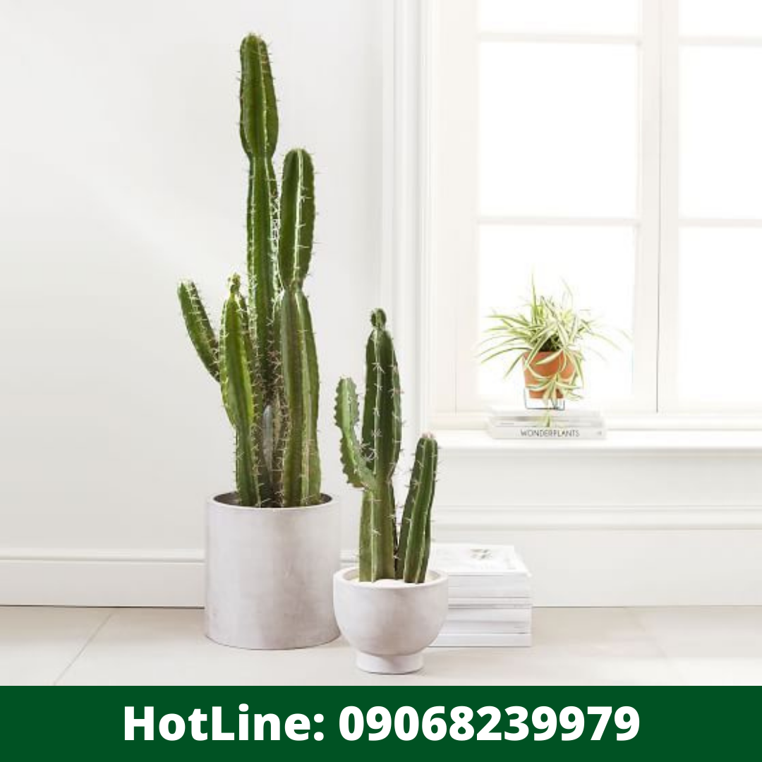 Read more about the article 3 Health Advantages of Keeping Cactus Plant in Your Home
