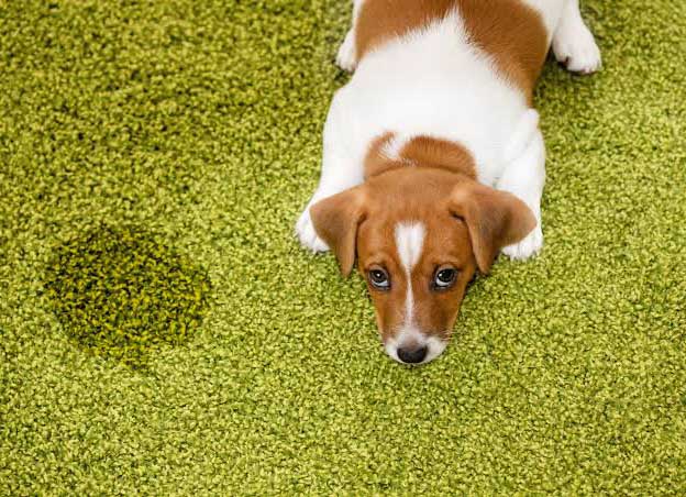 Interesting facts about artificial grass you probably don't know